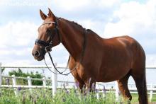 Celester