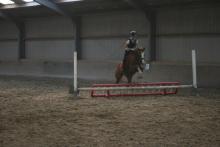 pony
