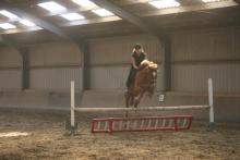 pony